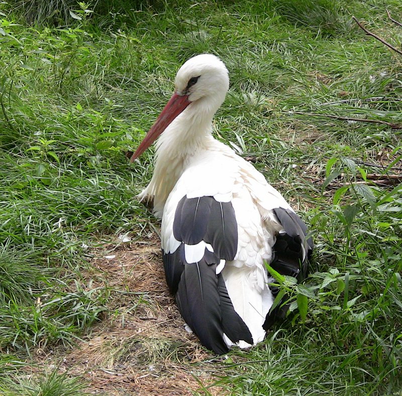 Bennas2010-0470.jpg - The White Stork